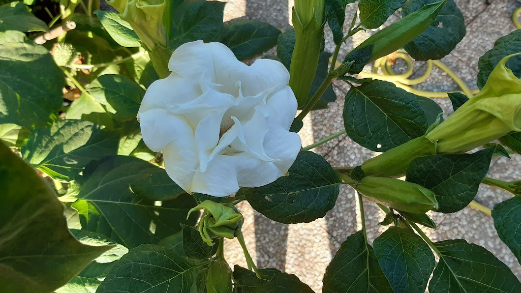 DATURA METEL WHITE A DOPPIO FIORE