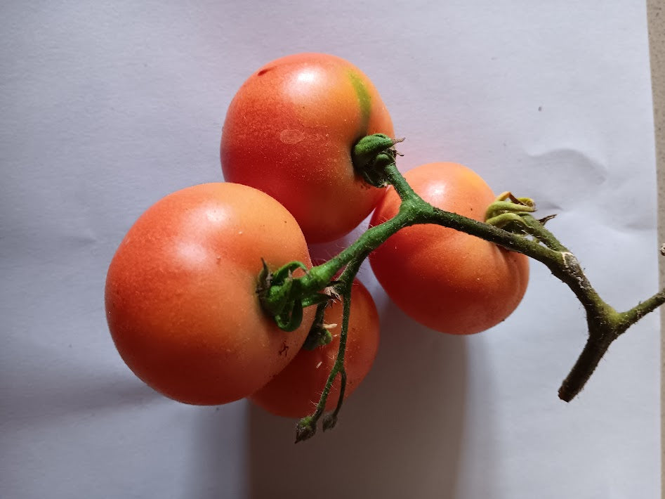 POMODORO AMISH GOLD