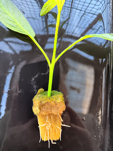 SOLANUM MURICATUM---PEPINO-- PIANTE