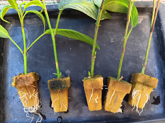 SOLANUM MURICATUM---PEPINO-- PIANTE