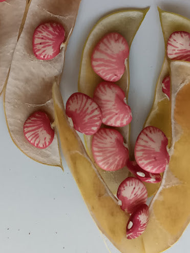 FAGIOLO PINK ZEBRA