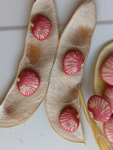 FAGIOLO PINK ZEBRA