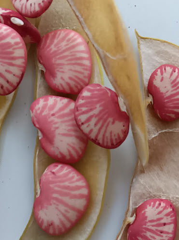 FAGIOLO PINK ZEBRA