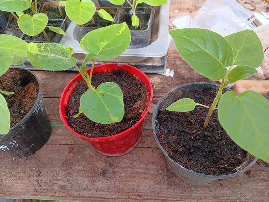 -PIANTA TAMARILLO--SOLANUM BETACEUM-.