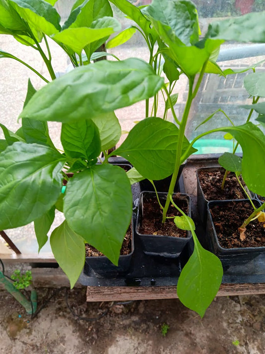 PIANTA AJI AMARILLO