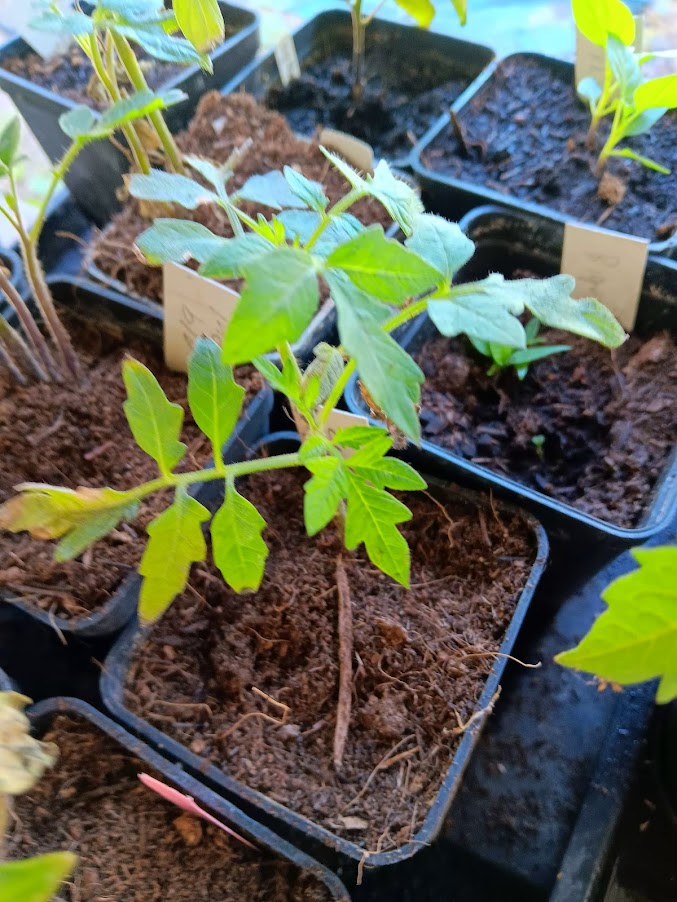 MORINGA OLEIFERA--PIANTA--