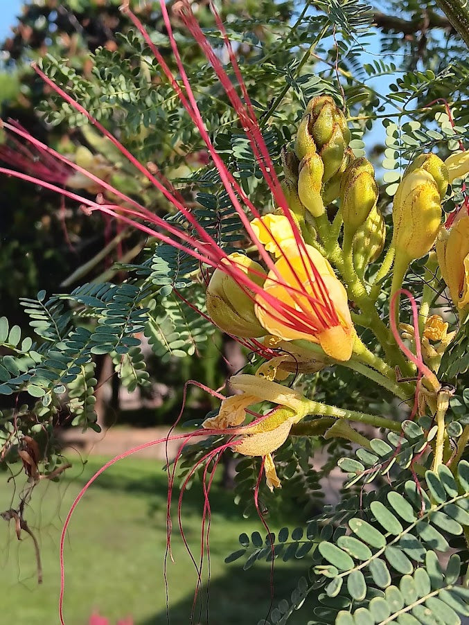 Caesalpinia gilliesii--semi--