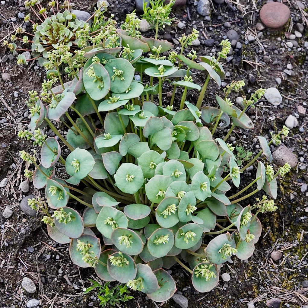 CLAYTONIA PERFOLIATA--WINTER PURSANE--