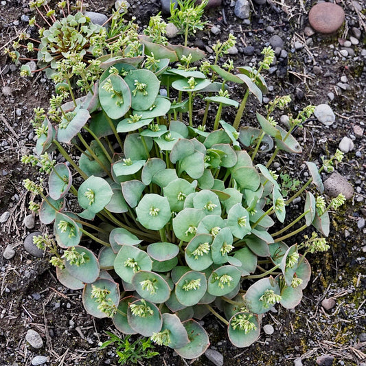 CLAYTONIA PERFOLIATA--WINTER PURSANE--