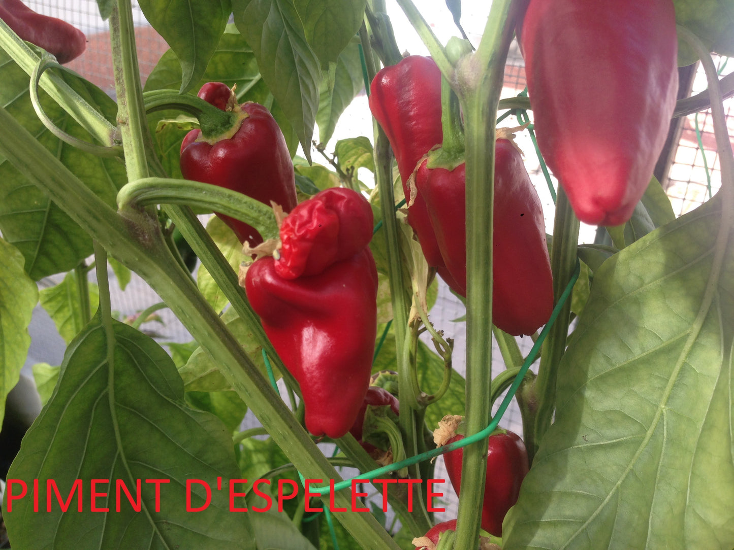 PIMENT D'ESPELETTE..SEMI--