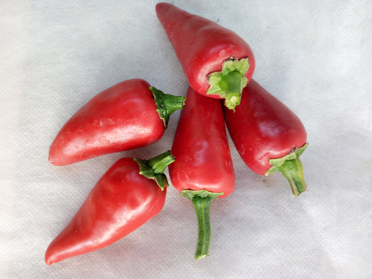 PIMENT D'ESPELETTE..SEMI--