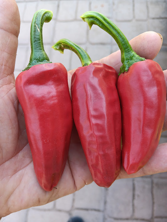 PIMENT D'ESPELETTE..SEMI--