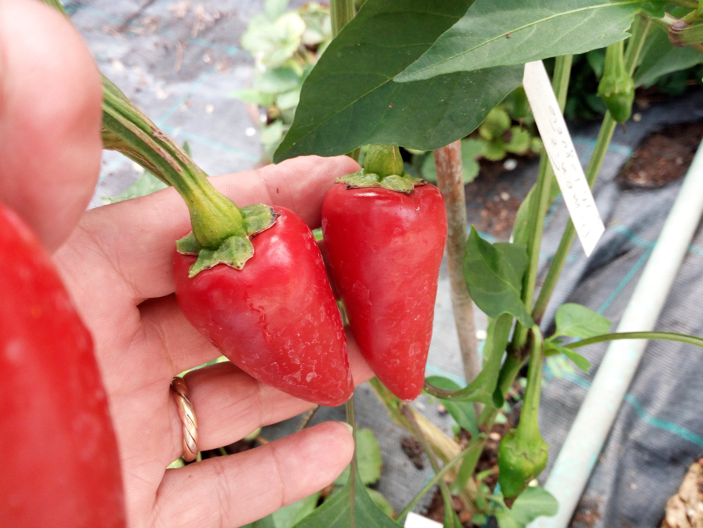 PIMENT D'ESPELETTE..SEMI--