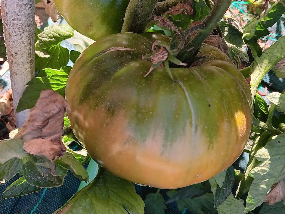 POMODORO GIGANTE D'ITALIA