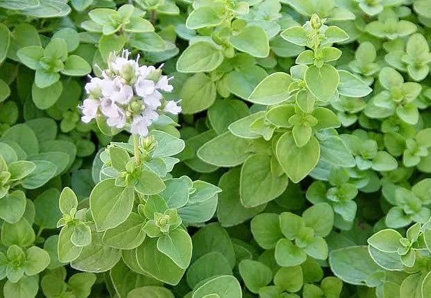 MAGGIORANA-(Origanum majorana)