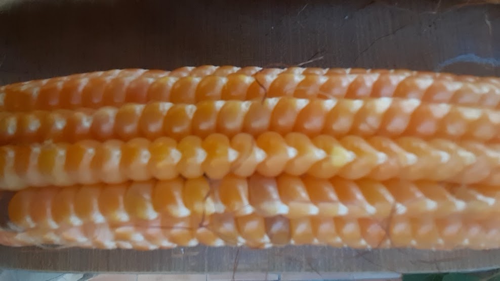 MAIS SPINATO GIALLO