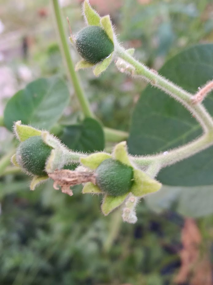TAMARILLO NANO--