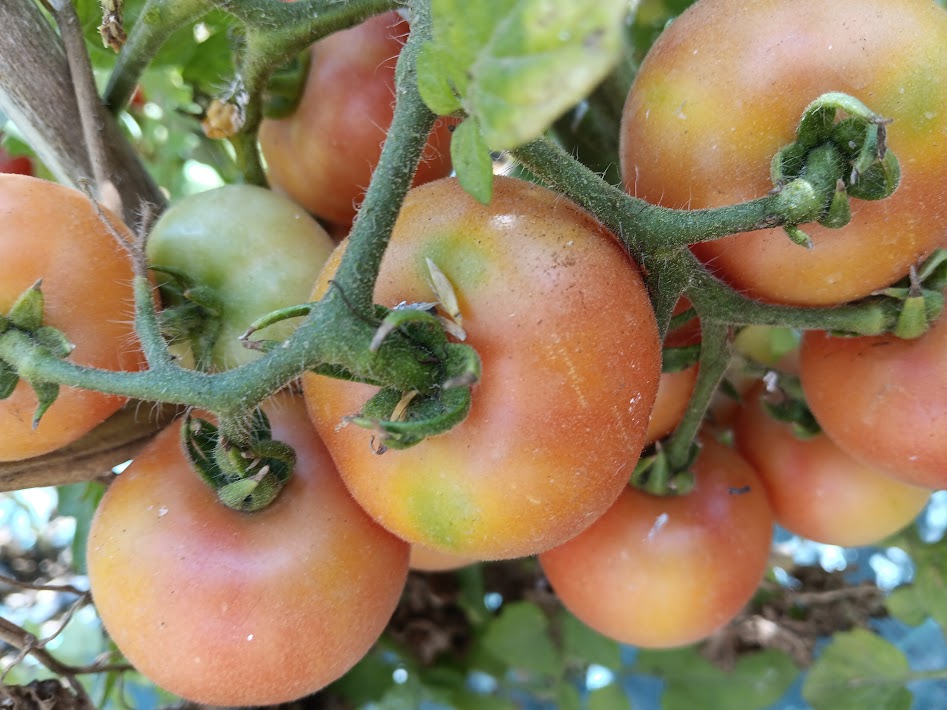 POMODORO GIGANTE D'ITALIA