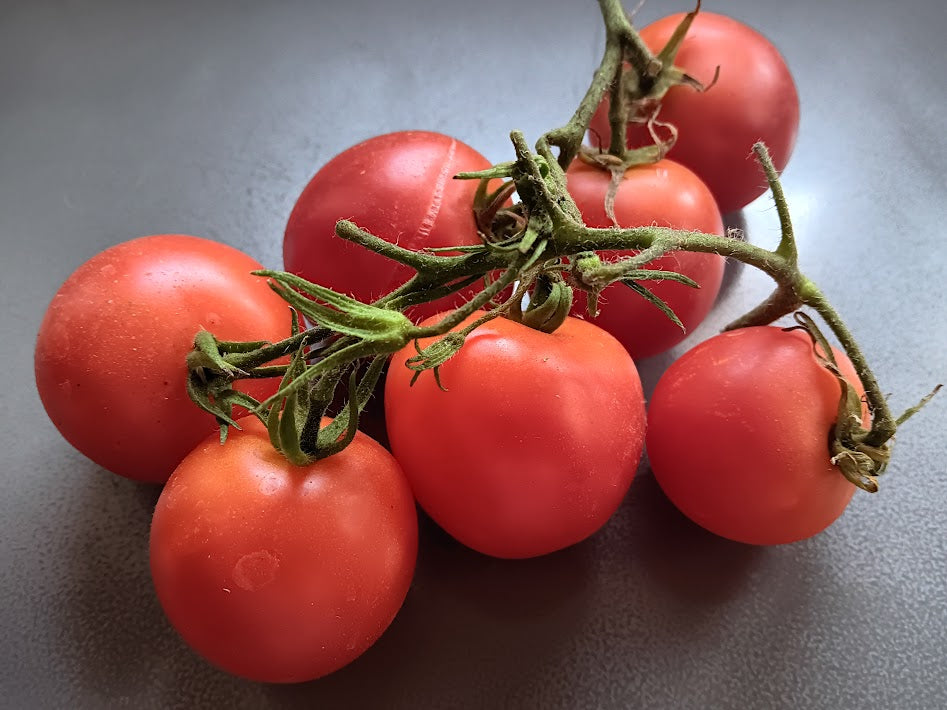 POMODORO AMISH GOLD
