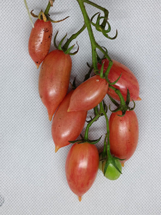 POMODORO ARTISAN PINK TIGER