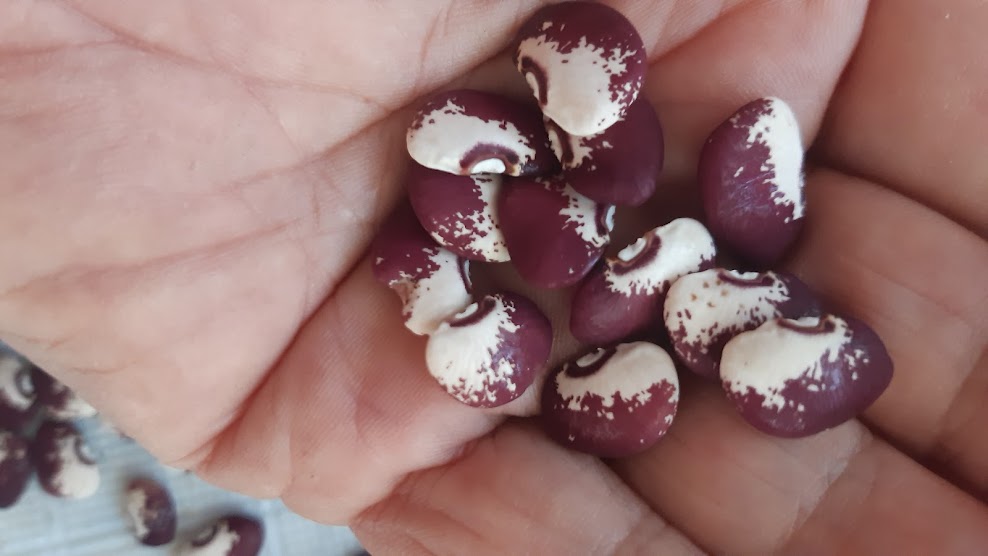 BEAN SNOW ON THE MOUNTAIN LIMA BEAN