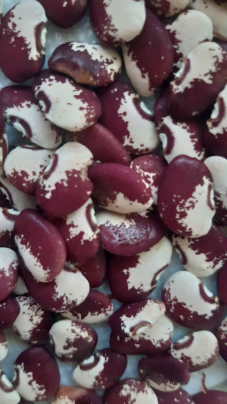 BEAN SNOW ON THE MOUNTAIN LIMA BEAN