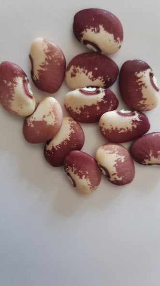 BEAN SNOW ON THE MOUNTAIN LIMA BEAN