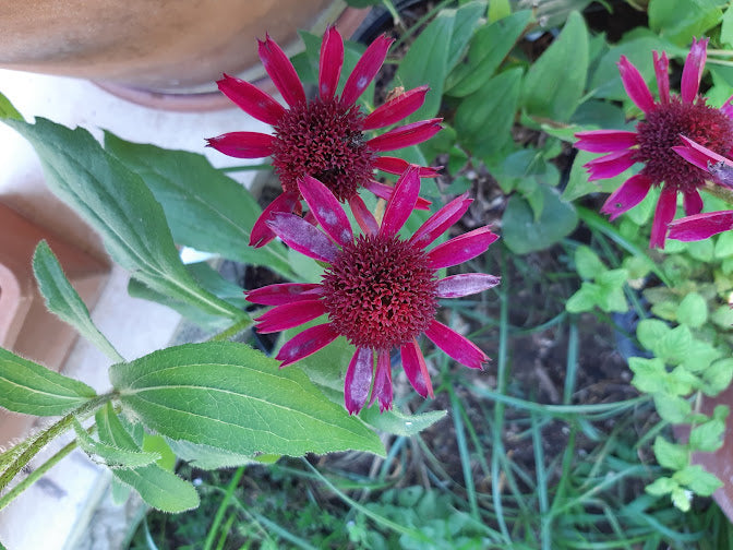 ECHINACEA CONEFLOWER PURPLE
