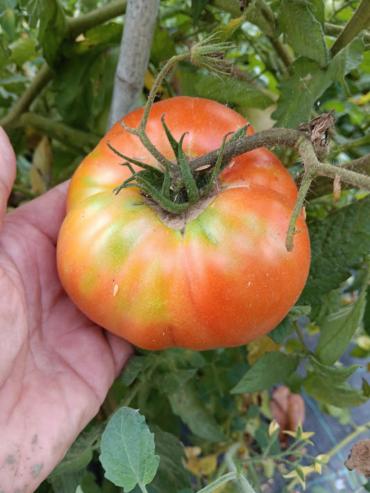 POMODORO GIGANTE D'ITALIA