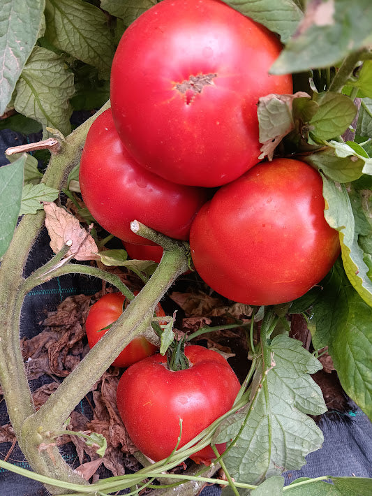 POMODORO GIGANTE D'ITALIA