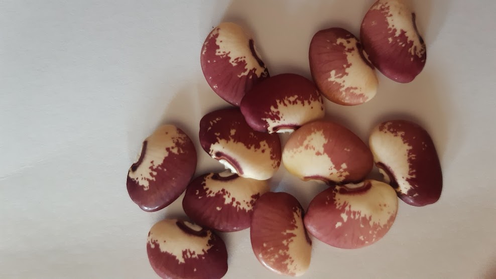 BEAN SNOW ON THE MOUNTAIN LIMA BEAN