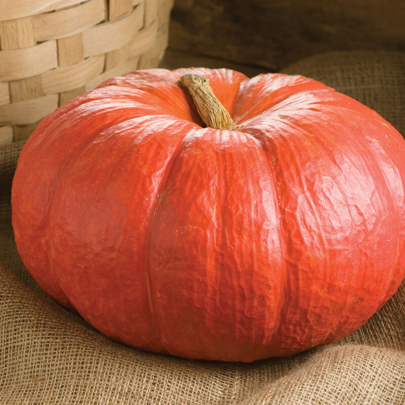ZUCCA ROSSA - ROUGE VIF D'ETAMPES--