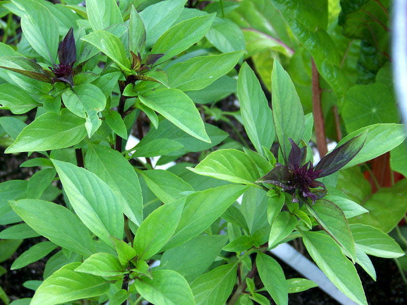 Seeds Basilico 9 VARIETA' ANICE GENOVESE PURPLE Ruffles Greco Nano Foille Lattuga Limone Thai
