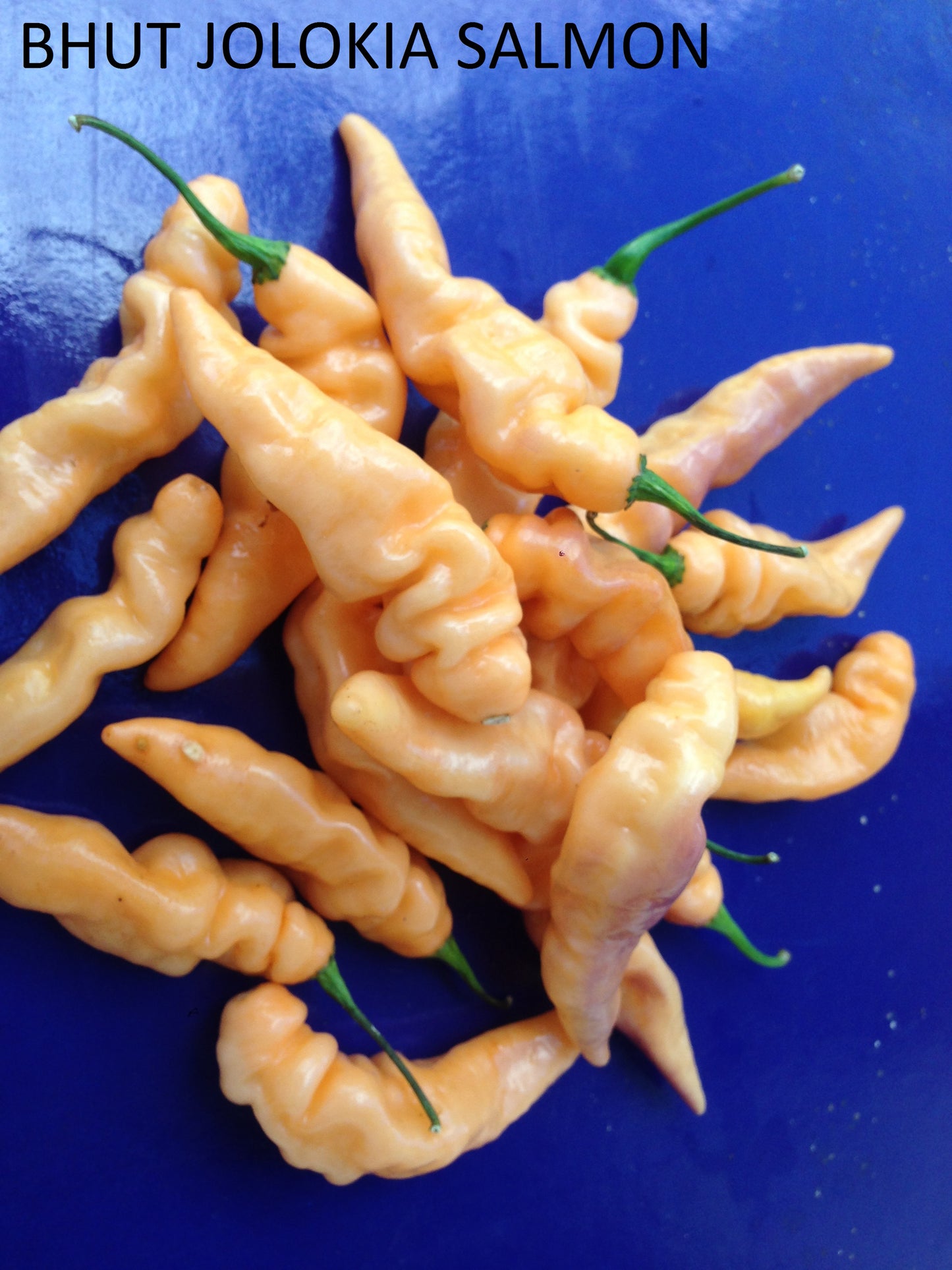 BHUT JOLOKIA 3 varietà red-white-salmon