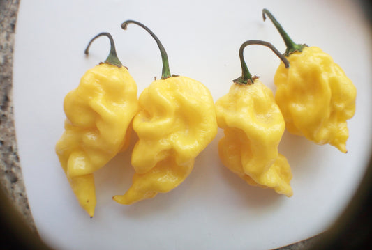 PEPERONCINI HABANERO-3 VARIETA' --HOT LEMON-CHOCOLAT- YELLOW