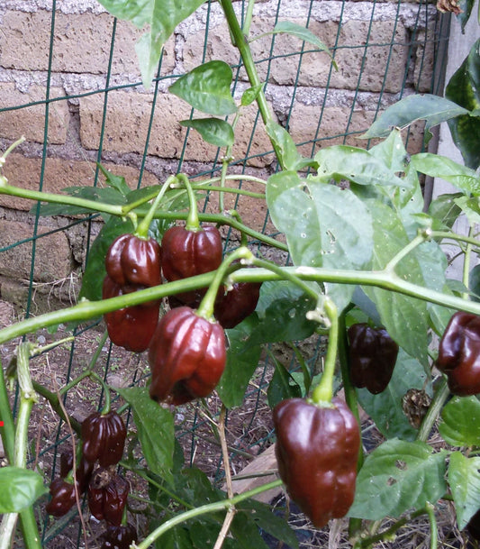 Habanero 3 VARIETA'---CHOCOLAT-WHITE GIANT-CAPPUCCINO