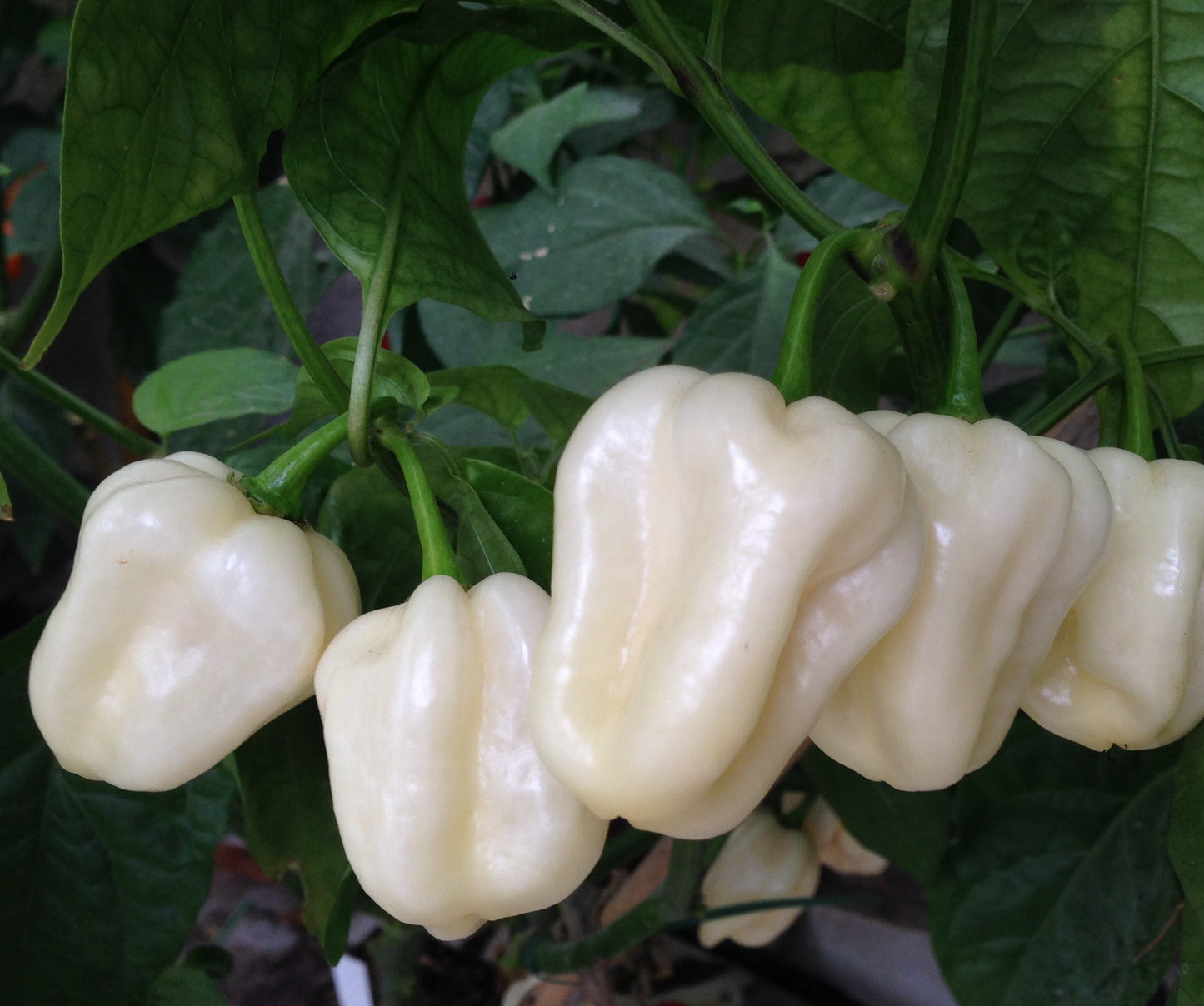 Habanero 3 VARIETA'---CHOCOLAT-WHITE GIANT-CAPPUCCINO