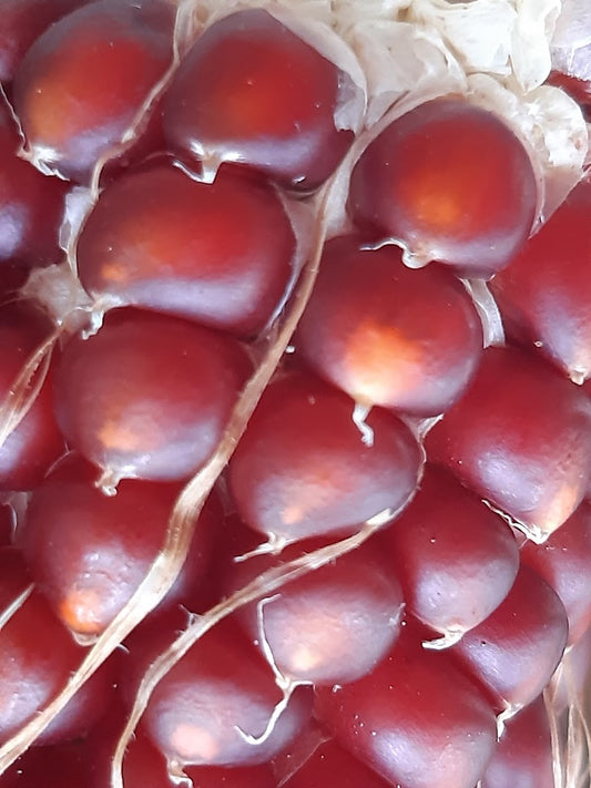 Mais 2 Varieta' Rare--Vetroso di Storo+Pignoletto