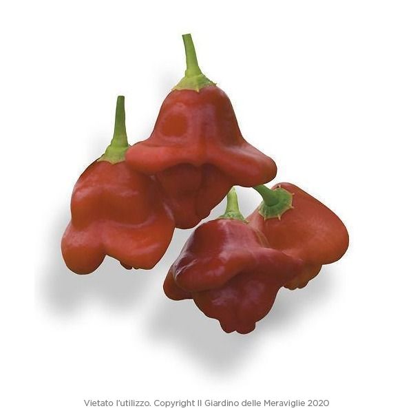 PEPERONCINO BISHOP CROWN (LANTERNA)