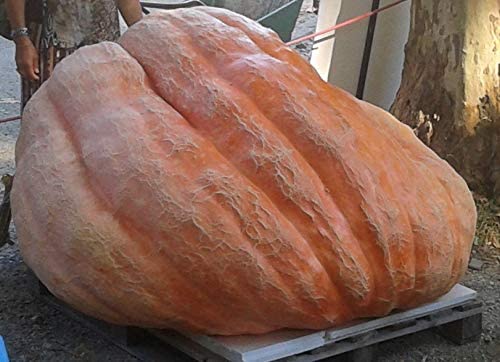 ZUCCA ATLANTIC GIANT