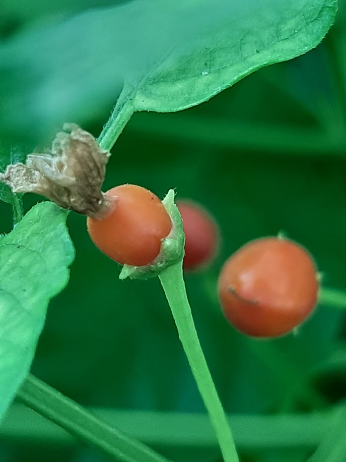 PEPERONCINO BIRD PEPPER