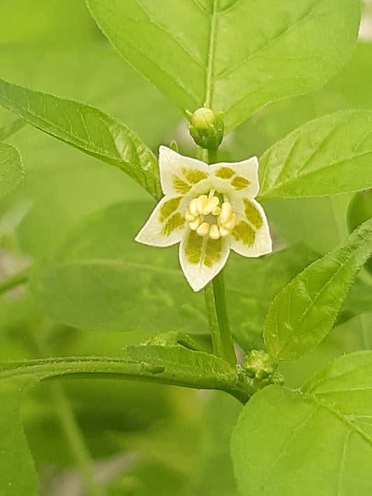 PEPERONCINO BIRD PEPPER