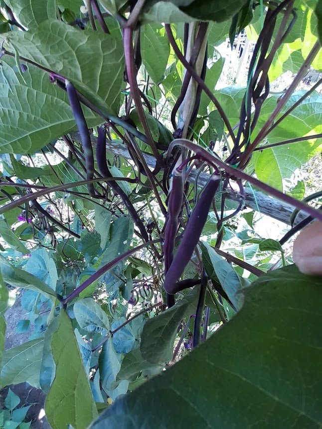 Fagiolino Purple Queen