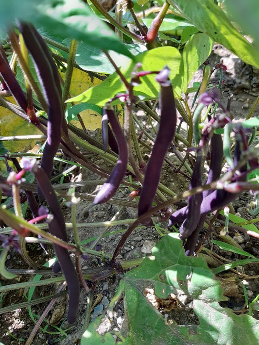 Fagiolino Purple Queen