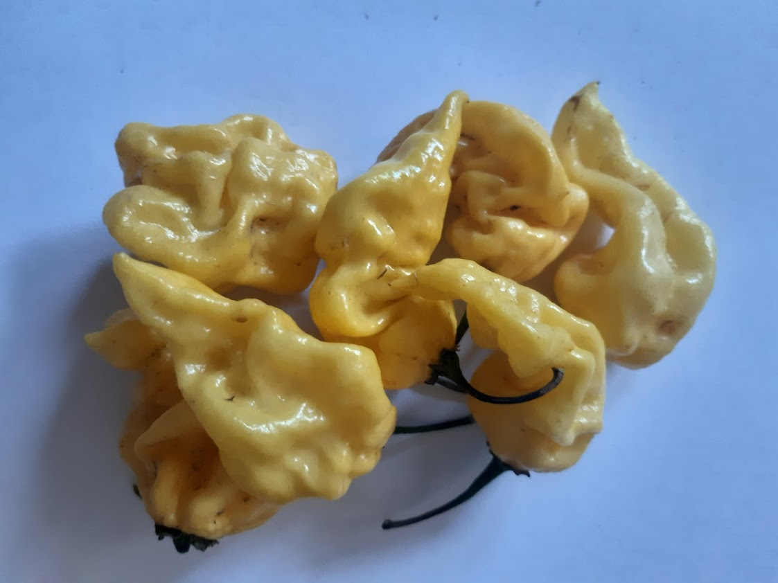 PEPERONCINI HABANERO-3 VARIETA' --HOT LEMON-CHOCOLAT- YELLOW