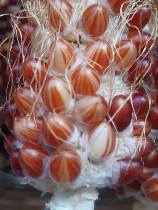 Zea Mais .Varieta' del Chihuahua