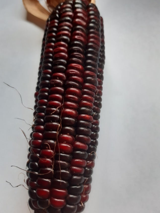 Semi Mais Rosso