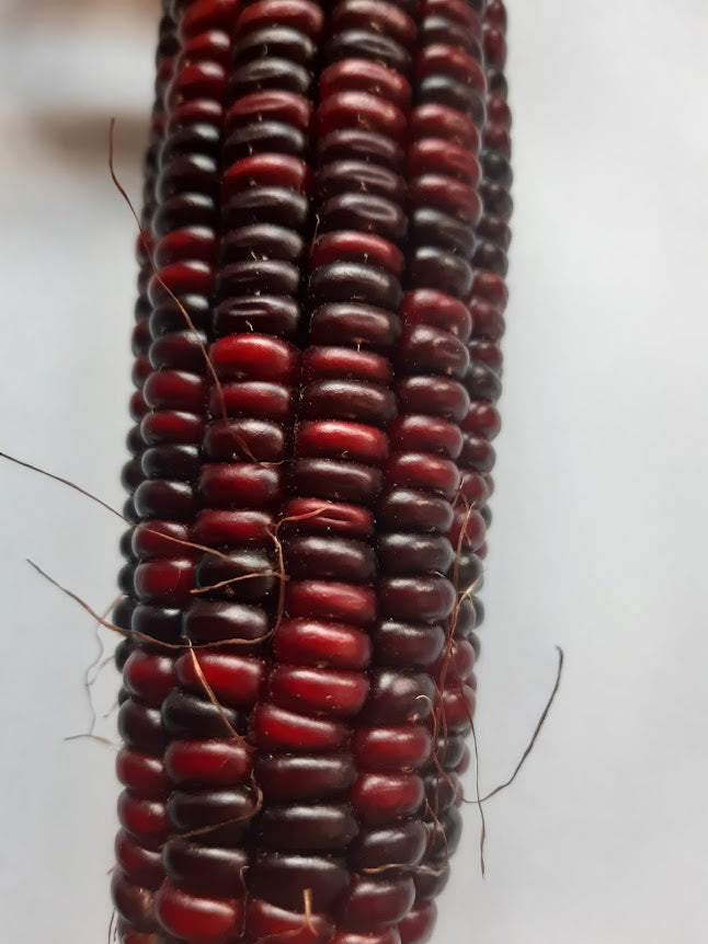 Semi Mais Rosso