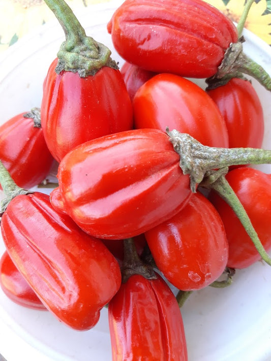 Melanzane Rosse-- 2 Varieta' Rossa di Rotonda -Gilo Tingua