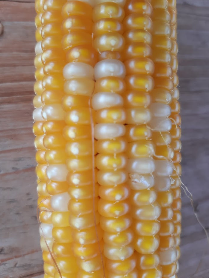 Mais 2 Varieta' Rare--Vetroso di Storo+Pignoletto